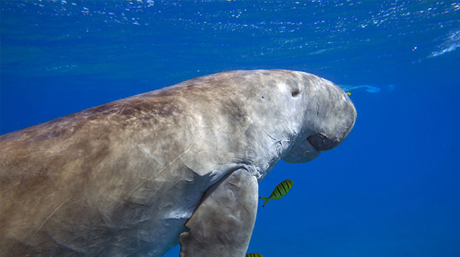 Dugong