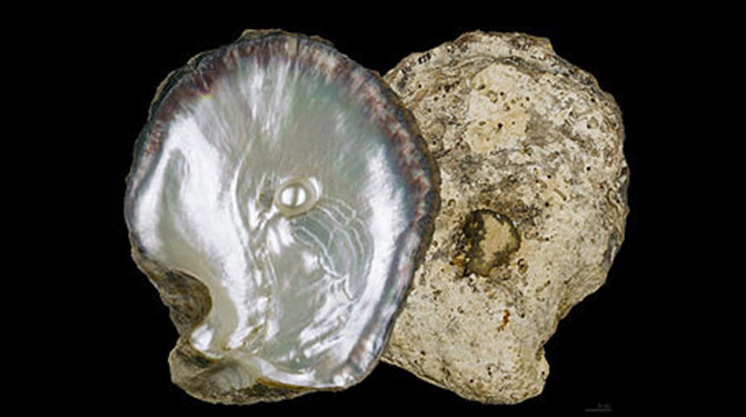 Pearl Oyster Shells