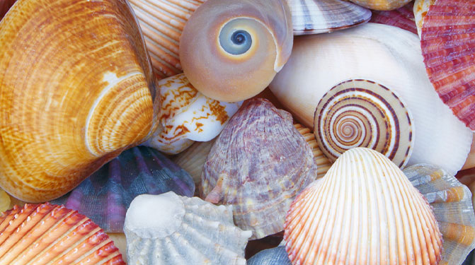 SHELLS